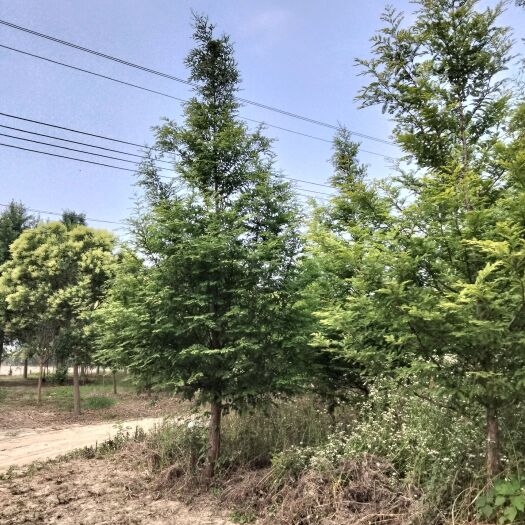 东台市落羽杉7～12公分