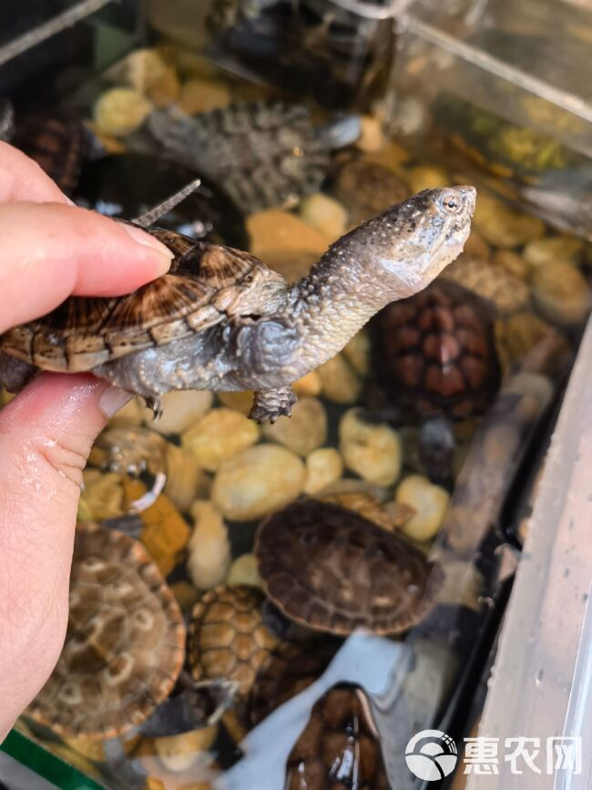 大王小鳄 头刺 观赏宠物龟6-8cm