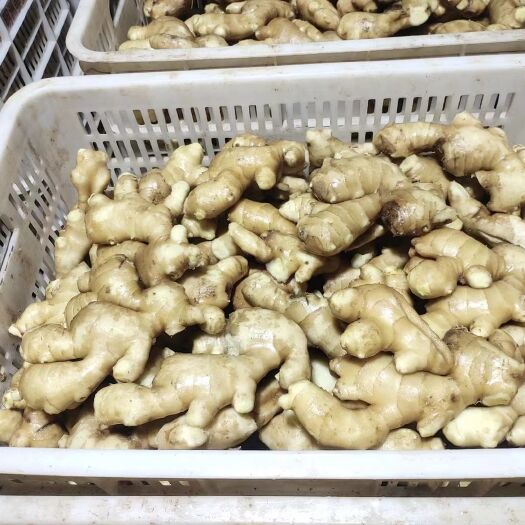 沂水县山东老姜生姜大量上市全国配货货源充足精品洗姜