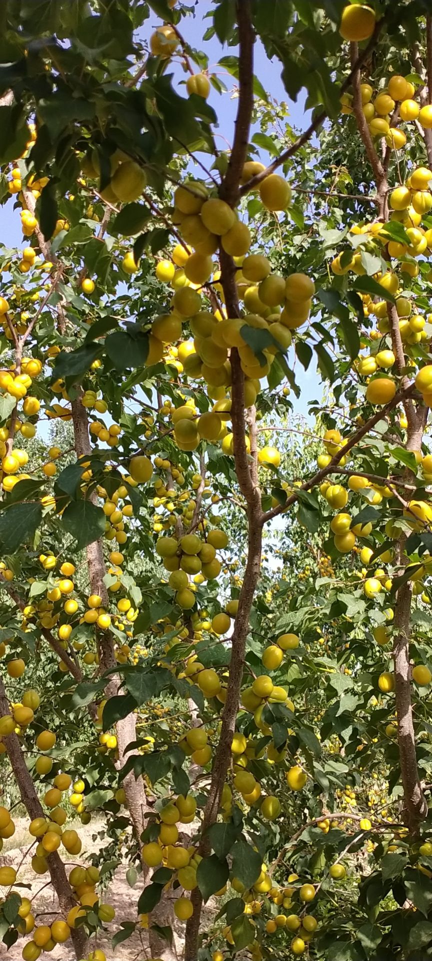 小白杏