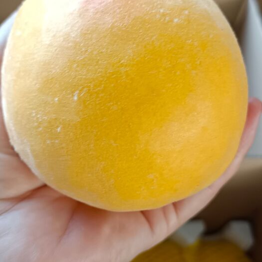 蒙阴县黄金蜜一号