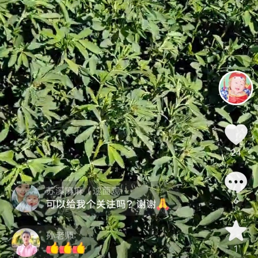 金塔县头茬苜蓿干草