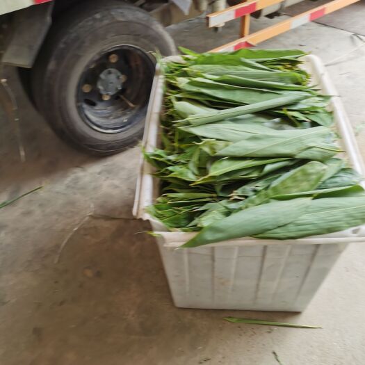 太湖县粽叶