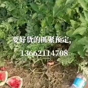 天津台头精品西瓜