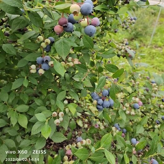 麻江县贵州高山露天蓝莓果：绿宝石蓝莓、薄雾蓝莓、兔眼蓝莓