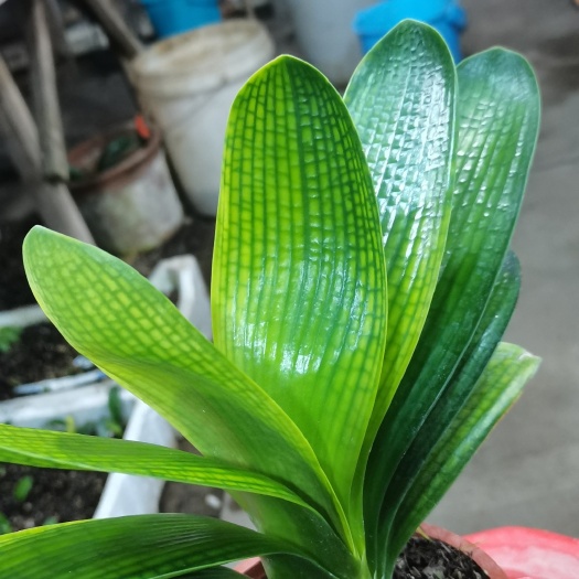 长春精品腊膜黄油花脸板厚坑纹腊膜小小的