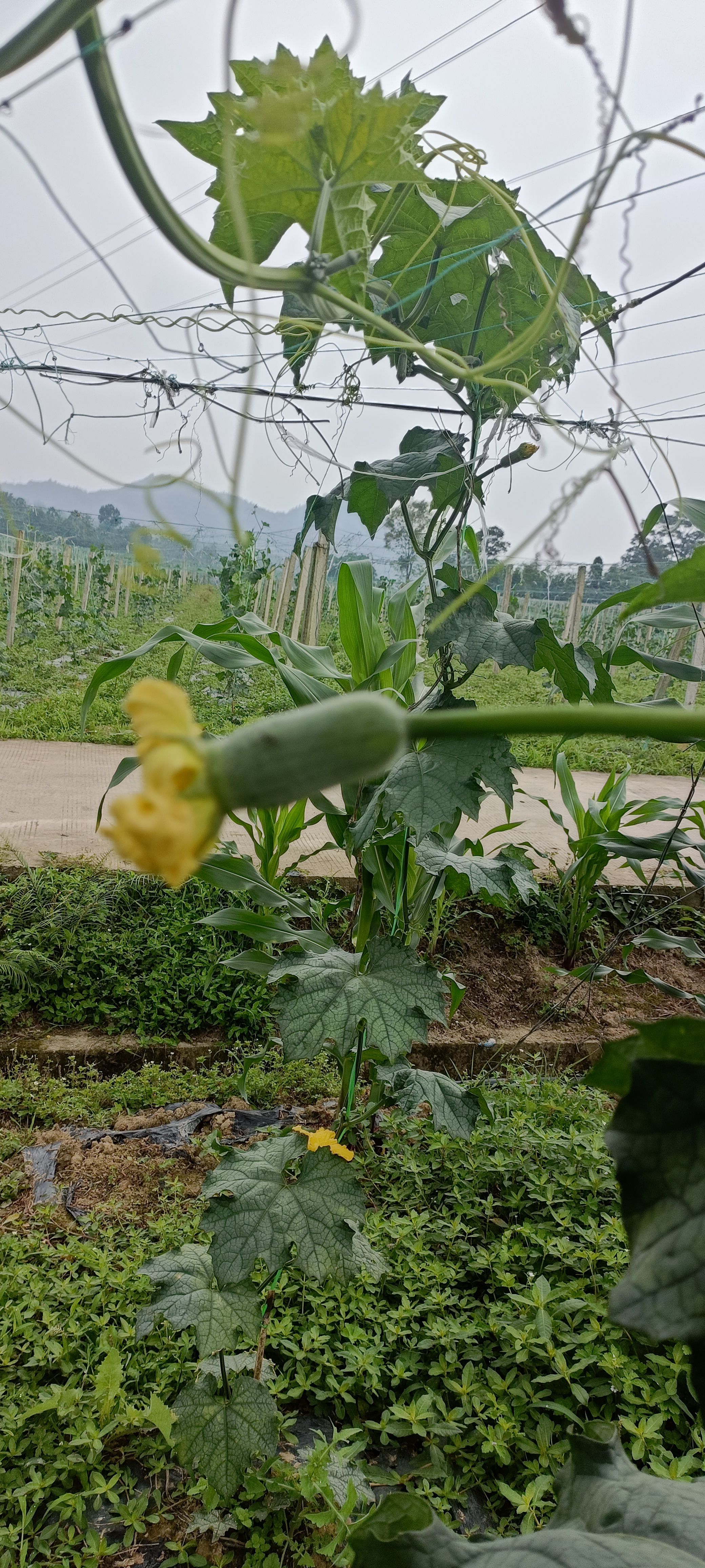 苹果丝瓜准备上市了
