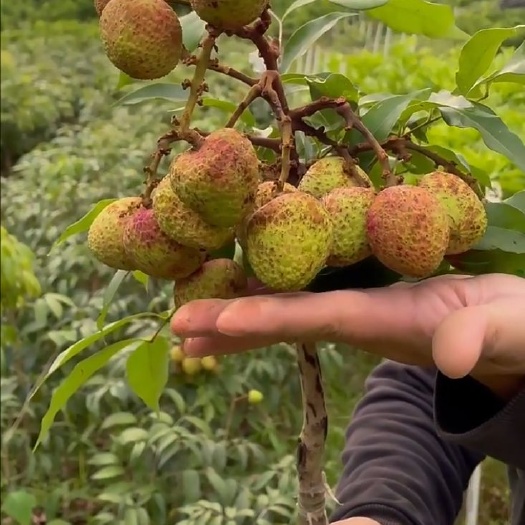 灵山县三月红荔枝苗 早熟荔枝，农历3月下旬可熟