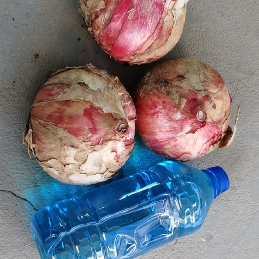 富平县农家自种大洋葱，四千斤