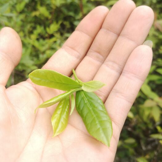 桂东县，柴火灶手工红茶，绿茶。每年只能做15斤左右