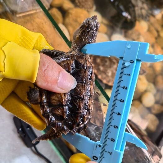 大王小鳄 头刺 观赏宠物龟6-8cm