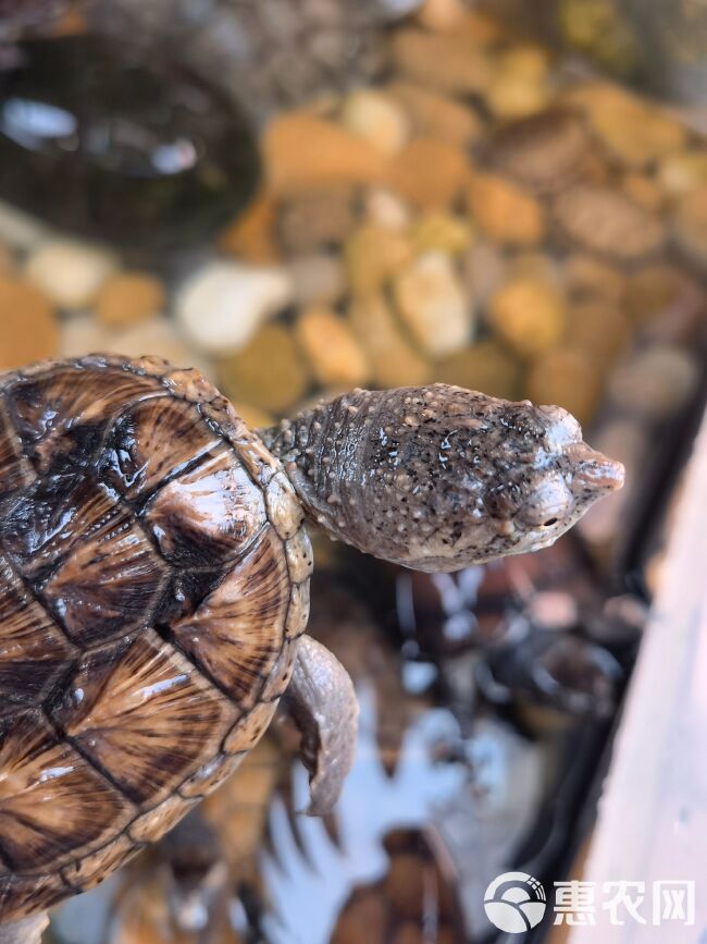 大王小鳄 头刺 观赏宠物龟6-8cm