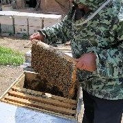 翼城县意大利蜜蜂带王带脾带箱 急售