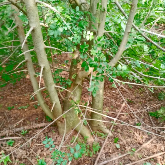 京山市对节白腊