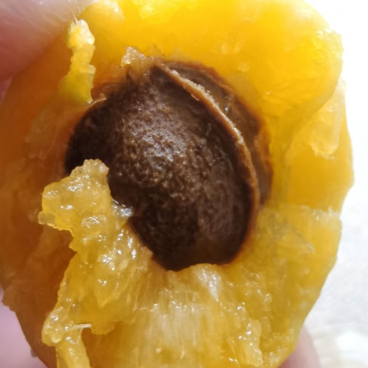 阿克苏市吊杆杏