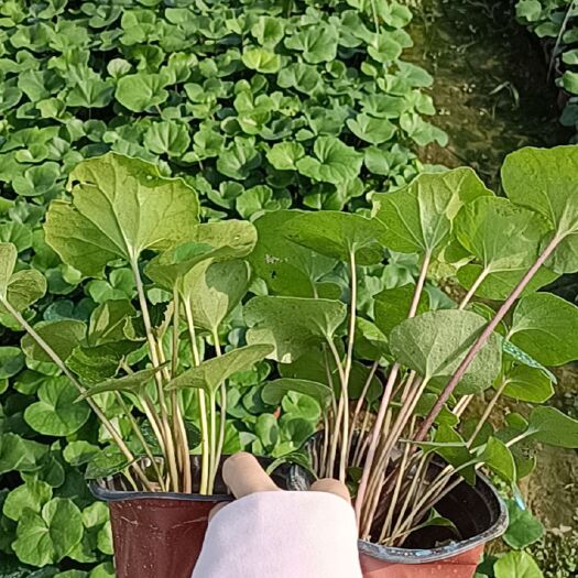 常州精品吴风草