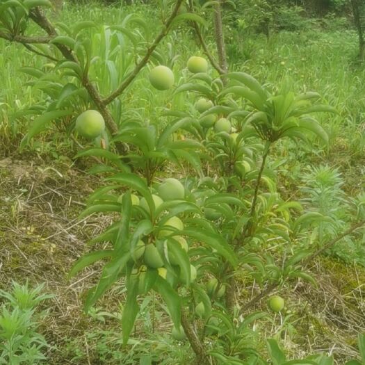 黄平县蜂糖李