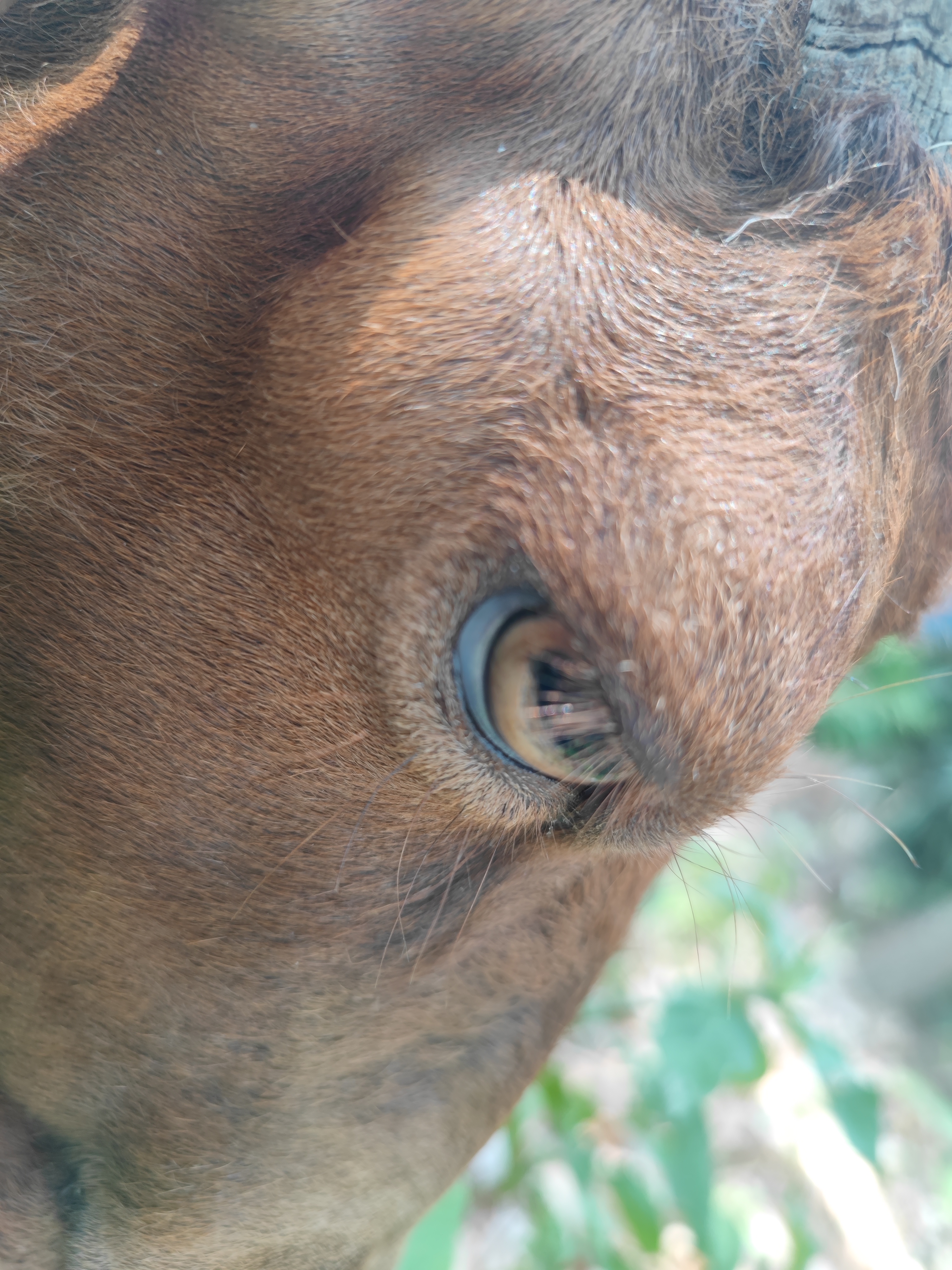 专家您好这只羊发呆不容易自己站起来趴着不动也不吃草下巴好像肿了