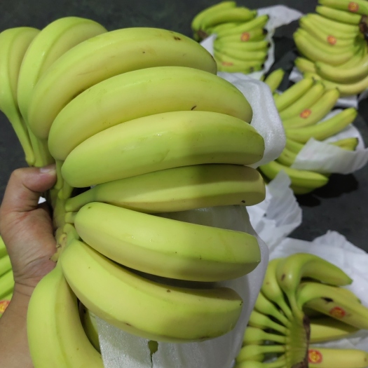 上海精品优惠菲律宾香蕉