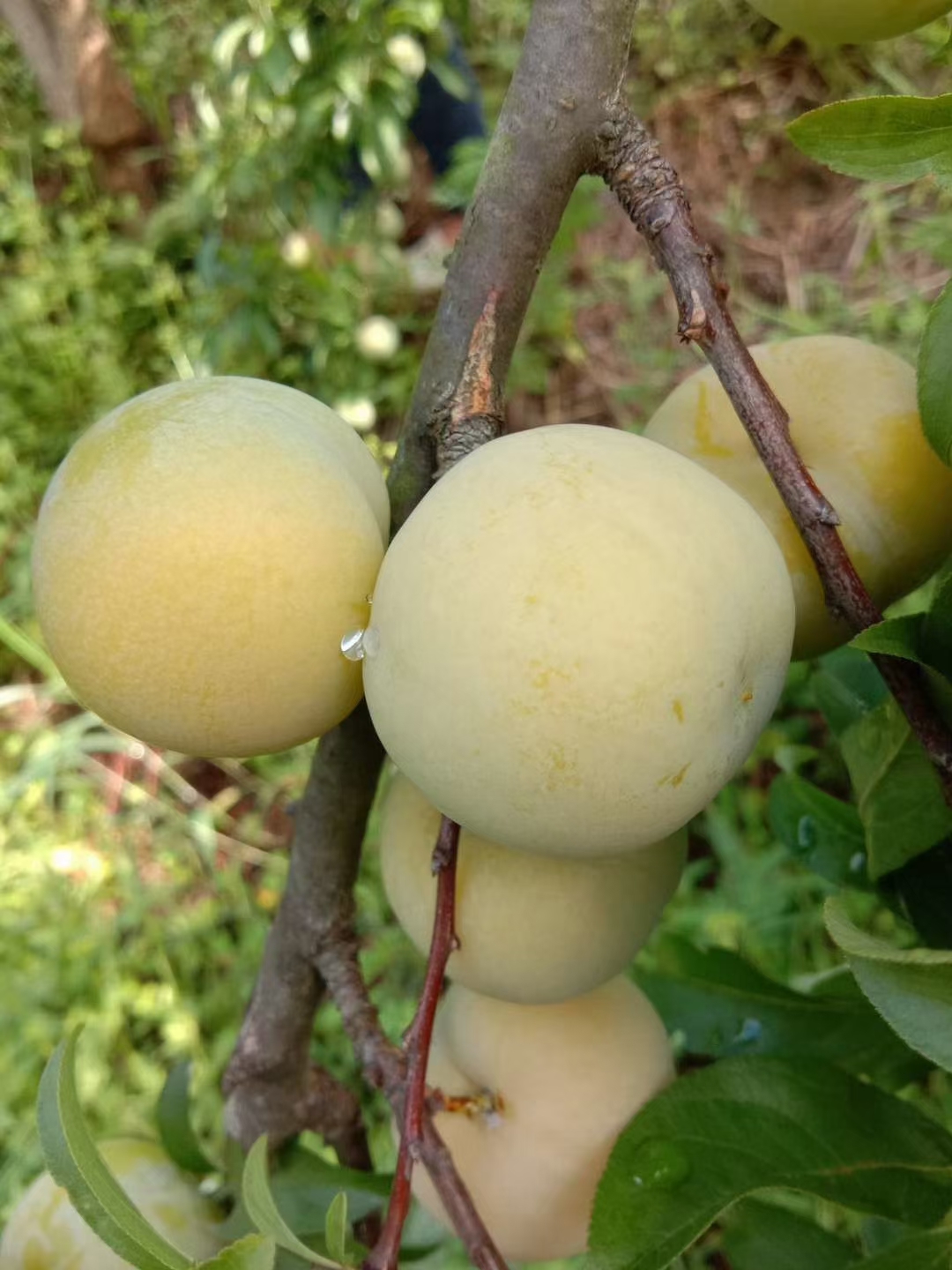 四川映強(qiáng)果樹苗木種植基地