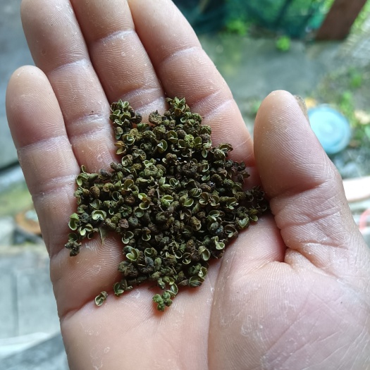 三都县贵州高花椒