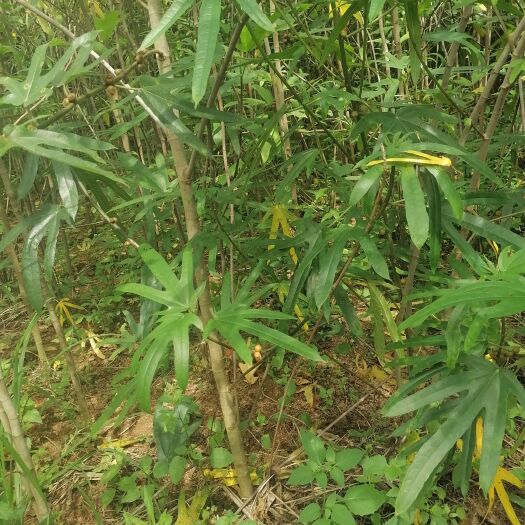 灵山县五指毛桃，干货，半成品都有