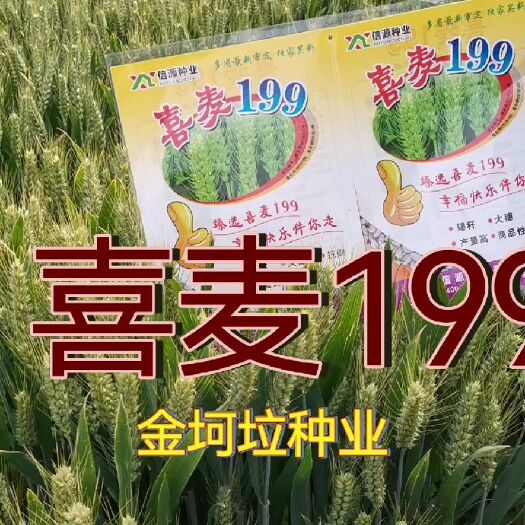 喜麦199小麦种子多省审定厂家直供矮秆大穗产量高抗病抗倒伏。