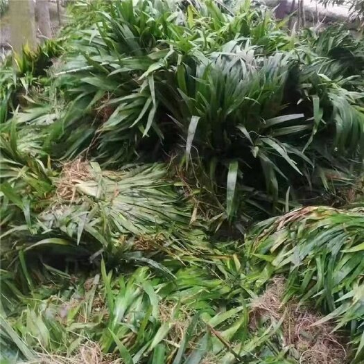 重庆市扁竹根苗子