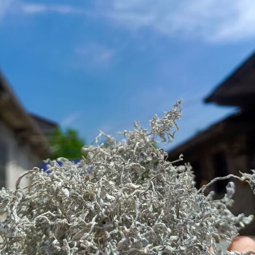 张家界张家界莓茶