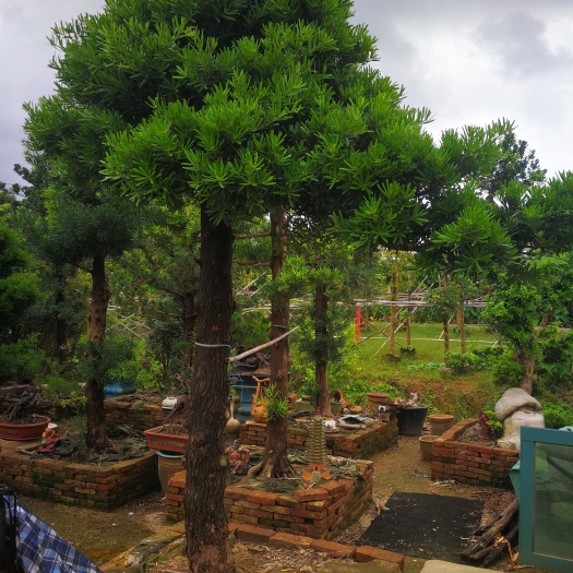 中山市超靓罗汉松，树姿古雅，稳重大气，树径28以上，高约3.5