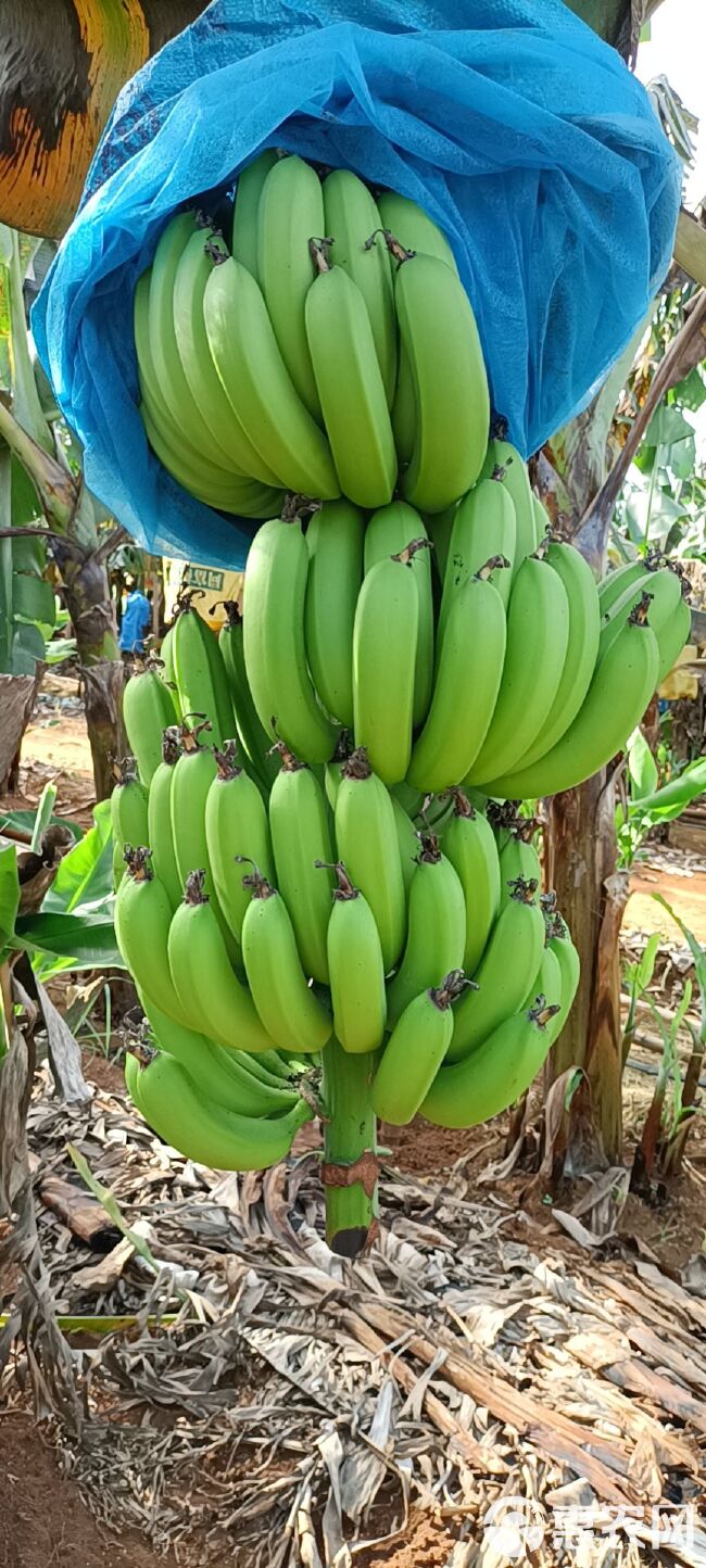 大量香蕉上市