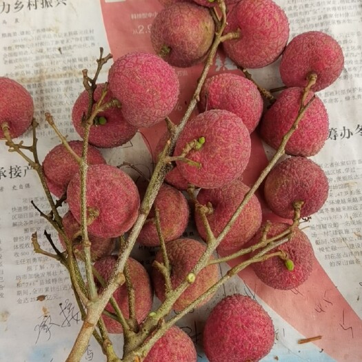 灵山县灵山荔枝黑叶果园果