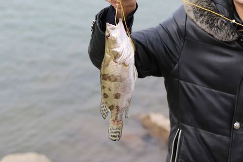 洪湖市桂鱼