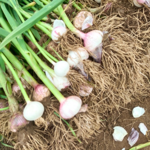 大蒜！绥中县地区独头蒜大量上市！