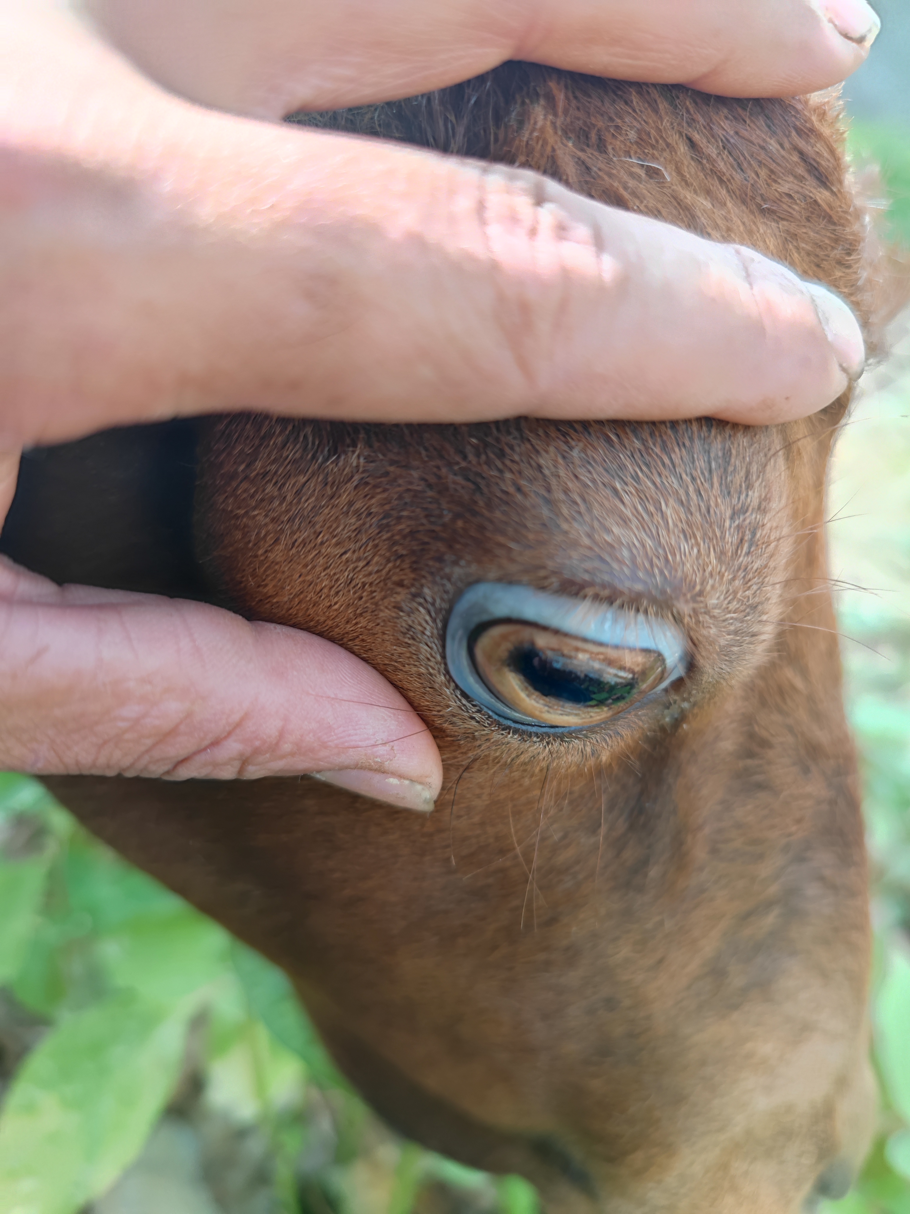专家您好这只羊发呆不容易自己站起来趴着不动也不吃草下巴好像肿了