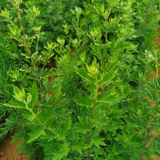 花垣县自家种植的苗艾，