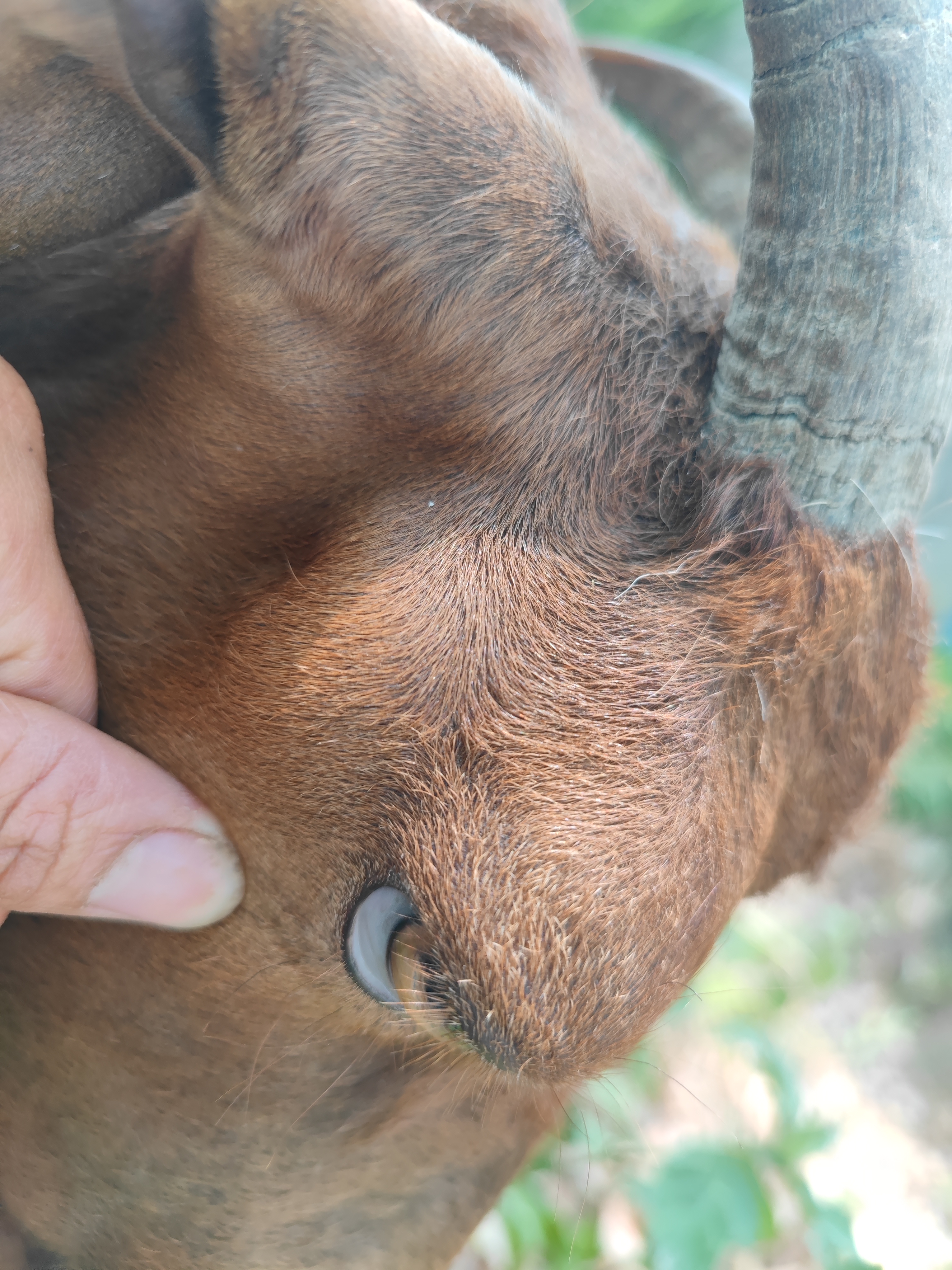 专家您好这只羊发呆不容易自己站起来趴着不动也不吃草下巴好像肿了