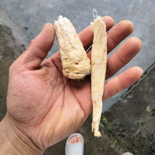 遵义贵州南沙参现挖现买