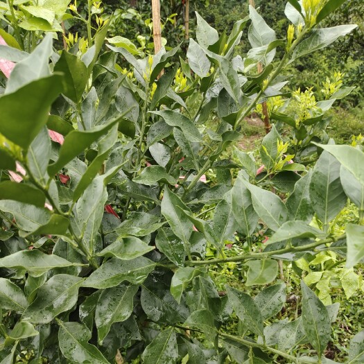 洞口县早熟爱媛46
