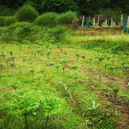 桂东县魔芋农历10月份开售