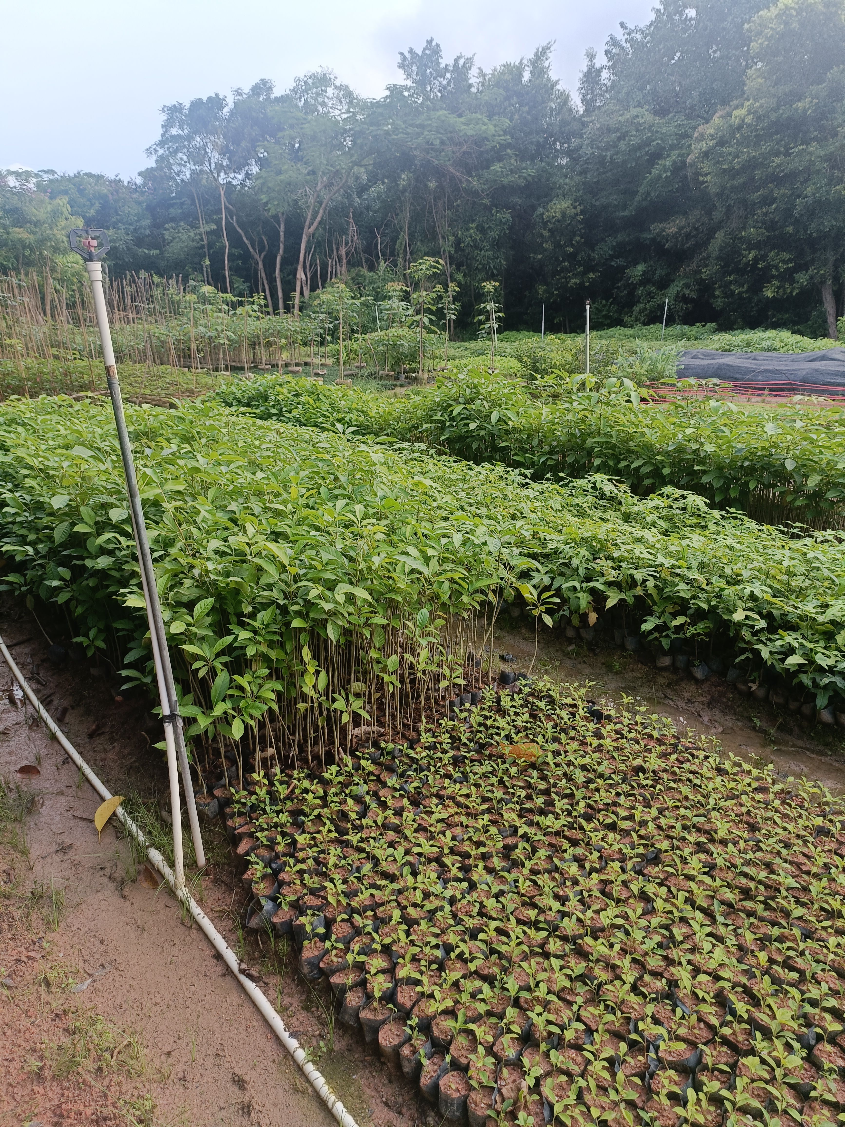 洋红风铃木小苗40-60高，1米至1.5米大量经营欢迎订购。