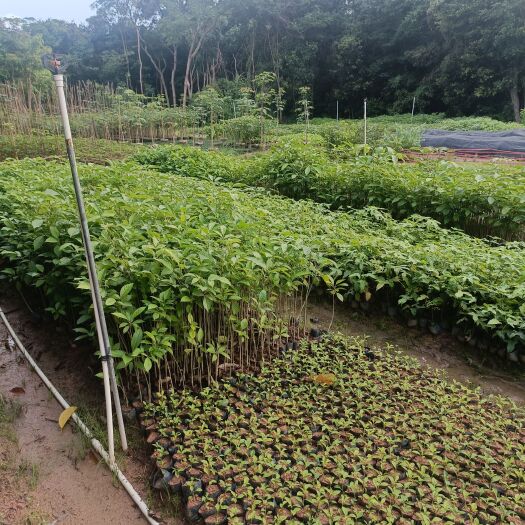 普宁市洋红风铃木小苗40-60高，1米至1.5米大量经营欢迎订购。