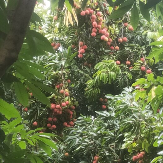 深圳深圳南山荔枝 桂味 糯米糍