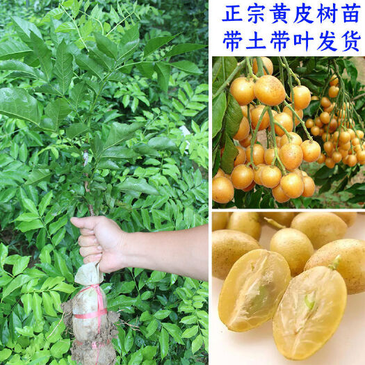 灵山县广西嫁接黄皮果树苗无核鸡心黄皮树苗黑黄皮冰糖黄皮果苗盆栽地栽