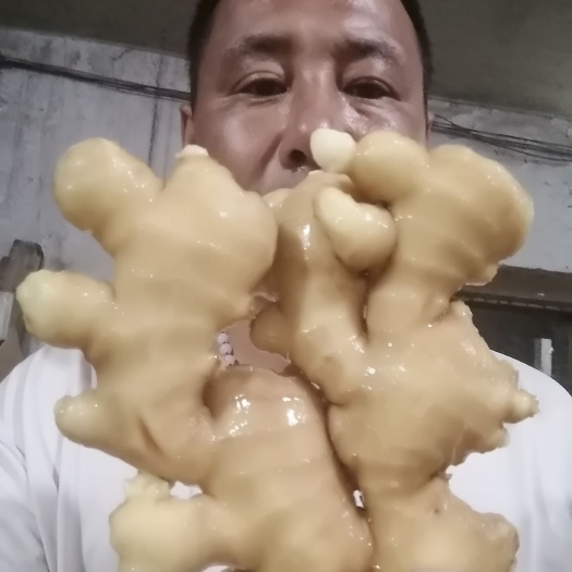 沂水县面姜  山东优质大黄姜小黄姜姜母姜巴子供应之中