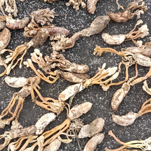 金蝉花，竹林花