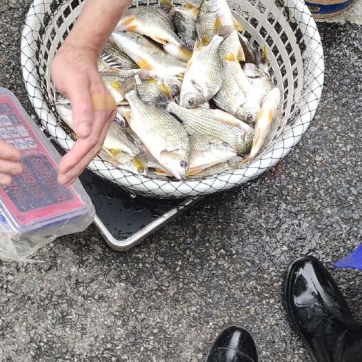 海丰县货源本地鱼，可以去肚，规格4-5