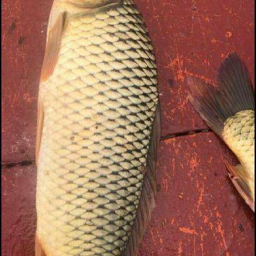 清丰县鲤鱼
