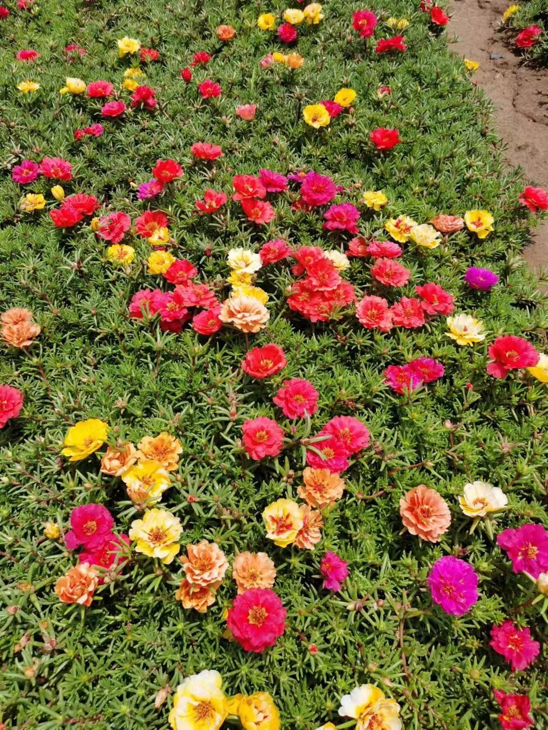 半枝莲 半枝莲批发 半枝莲价格 基地直供半枝莲