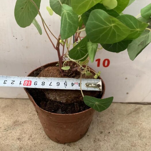 广州金不换（山盆栽）基地直销精品绿植盆栽基地直销全国一件代发货好